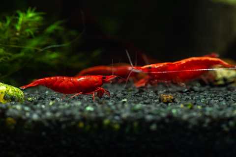 A Look at Cherry Red Freshwater Shrimp, Neocaridina davidi