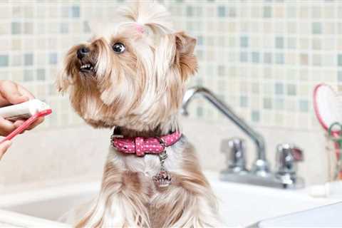 4 Tips for How To Brush Yorkies’ Teeth (Without the Battles!)