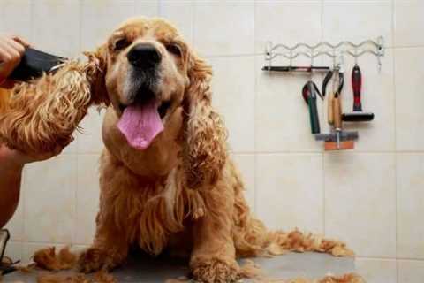 Why Does Dog Grooming Take So Long? (Is it REALLY hard?)