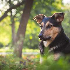 Heartworm in Dogs