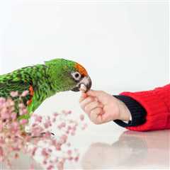 When is Pet Bird Biting Tolerated?