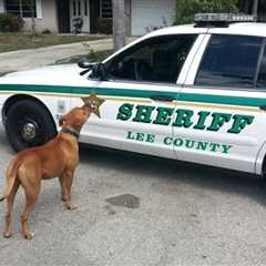 Sheriff Goes Looking For A ‘Loose’ Pit Bull, Then The Dog Comes Right At His Car