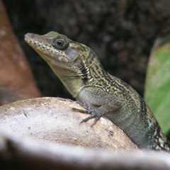 Herp Photo of the Day: Anole