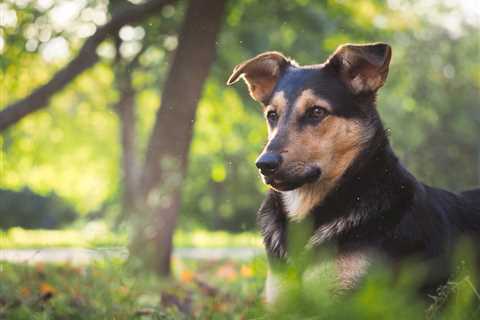 Heartworm in Dogs