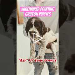 FOR SALE 3 Female Elite #WirehairedPointingGriffon #puppies in #Montana #WPG #Birddog