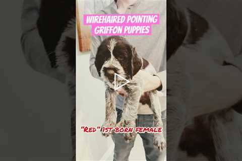 FOR SALE 3 Female Elite #WirehairedPointingGriffon #puppies in #Montana #WPG #Birddog