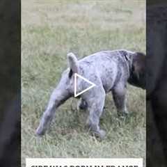 SOLD: Black male WPG pup at 4.5 weeks #wirehairedpointinggriffon #griffon #puppies #akc #navhda