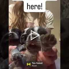 Griff pups are here! #wirehairedpointinggriffon #griffon #puppies #montana