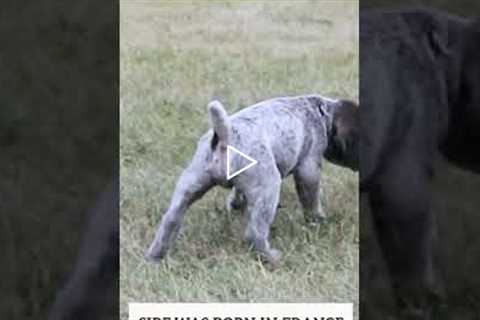 SOLD: Black male WPG pup at 4.5 weeks #wirehairedpointinggriffon #griffon #puppies #akc #navhda
