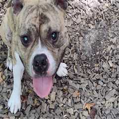 Ensuring Humane Treatment of Animals in Calvert County, MD: An Expert's Perspective