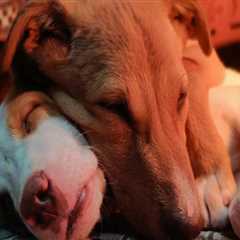 The Fight for Animal Welfare in Calvert County, MD