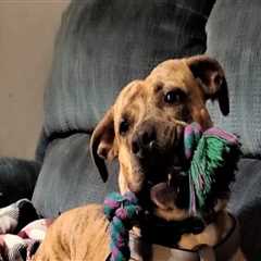 Improving Animal Welfare in Calvert County, MD: Tips and Strategies