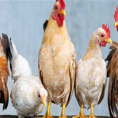 Ensuring Animal Welfare in Calvert County, MD: Regulations and Guidelines for Agriculture