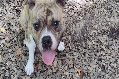 Ensuring Humane Treatment of Animals in Calvert County, MD: An Expert's Perspective