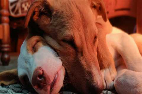 The Fight for Animal Welfare in Calvert County, MD