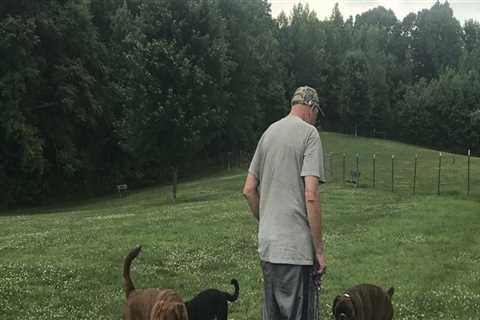 Animal Welfare in Calvert County, MD: How Laws and Community Involvement Protect Our Furry Friends