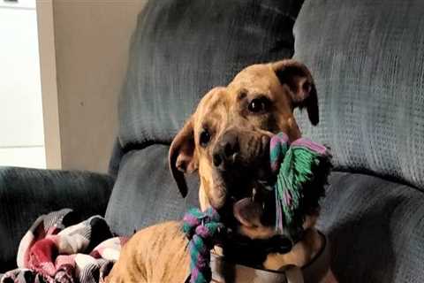 Improving Animal Welfare in Calvert County, MD: Tips and Strategies