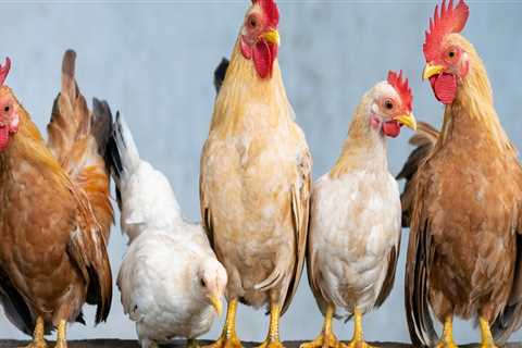 Ensuring Animal Welfare in Calvert County, MD: Regulations and Guidelines for Agriculture