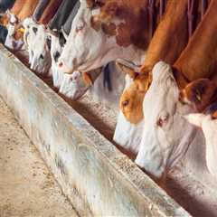 Ensuring Animal Welfare in Livestock Management Facilities