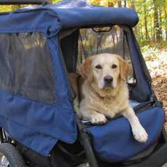 7 Benefits of Dog Strollers for Senior Dogs