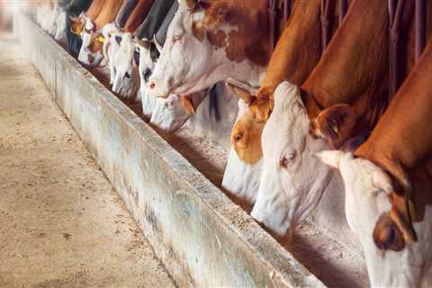 Ensuring Animal Welfare in Livestock Management Facilities