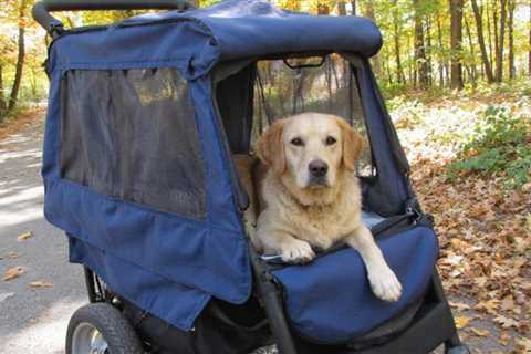 7 Benefits of Dog Strollers for Senior Dogs